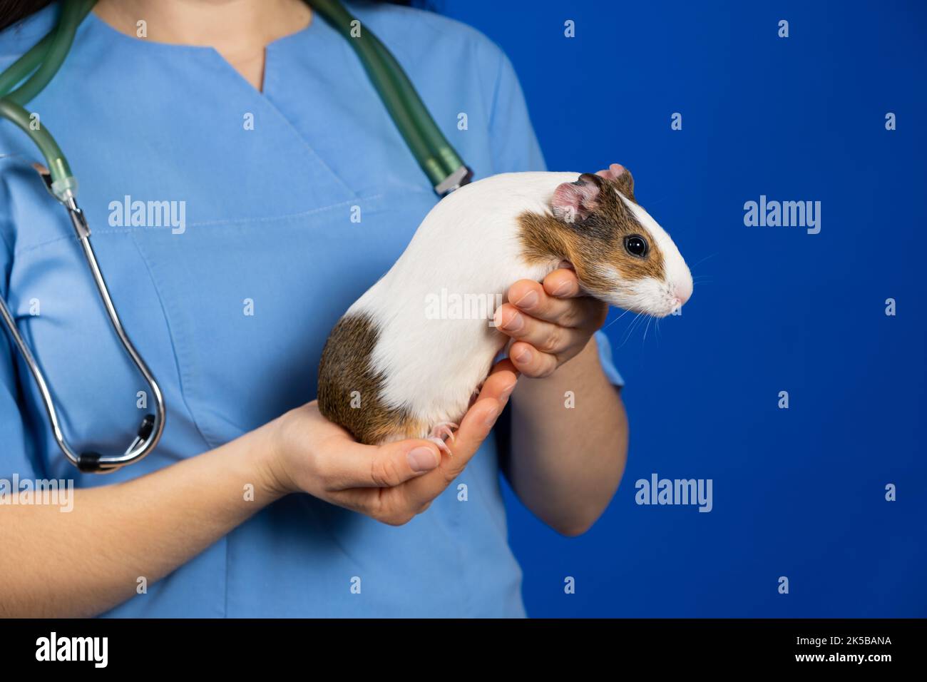 Ein kleines Meerschweinchen in den Händen eines Tierarztes auf blauem Hintergrund. Stockfoto