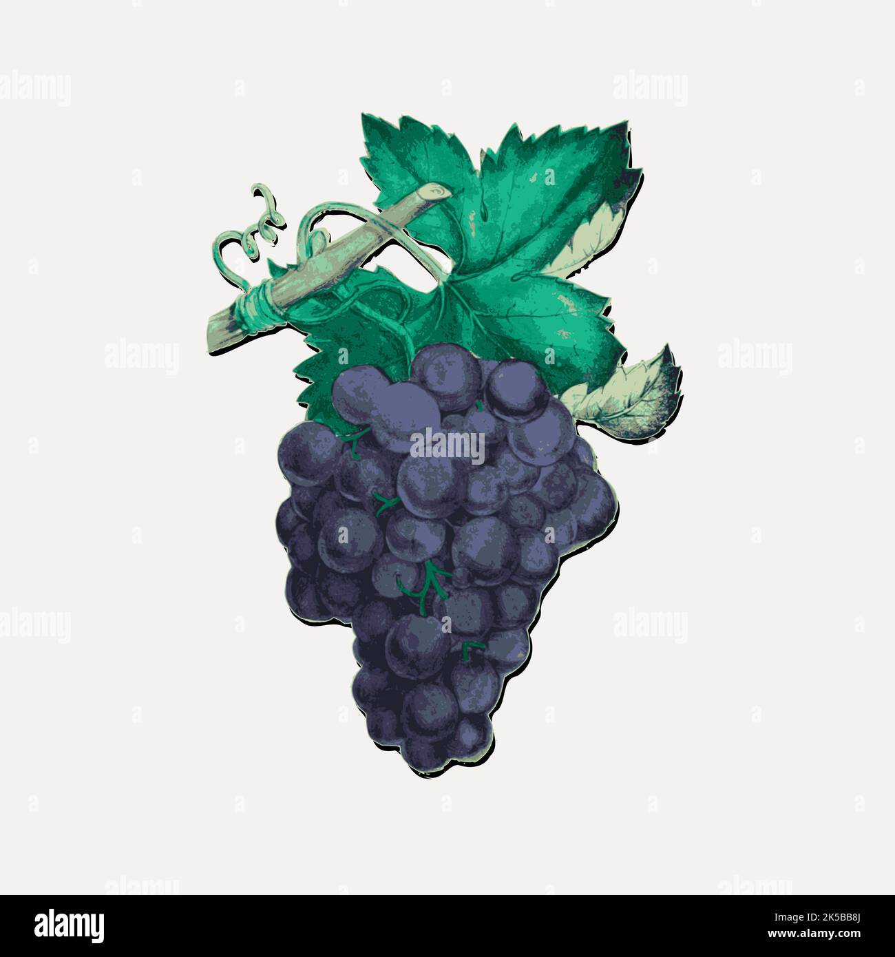 Trauben Cliparts, vintage Illustration Vektor. Stock Vektor