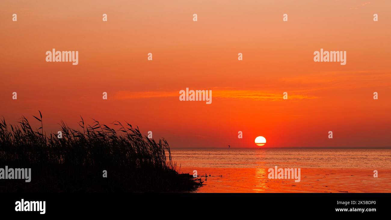 Sommerküstenlandschaft des Finnischen Meerbusens bei Sonnenuntergang, natürliches Panoramafoto Stockfoto