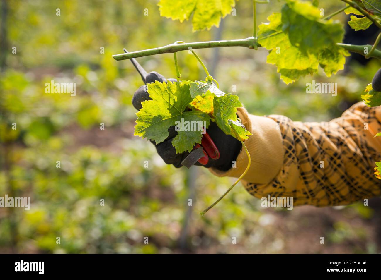 Sommer Weinrebe Blätter im Obstgarten Stockfoto