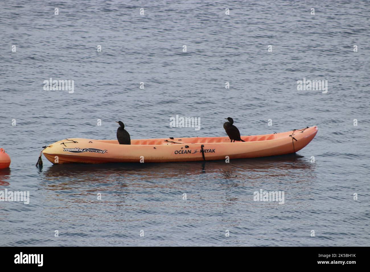 Kormorane auf Kajaks Stockfoto