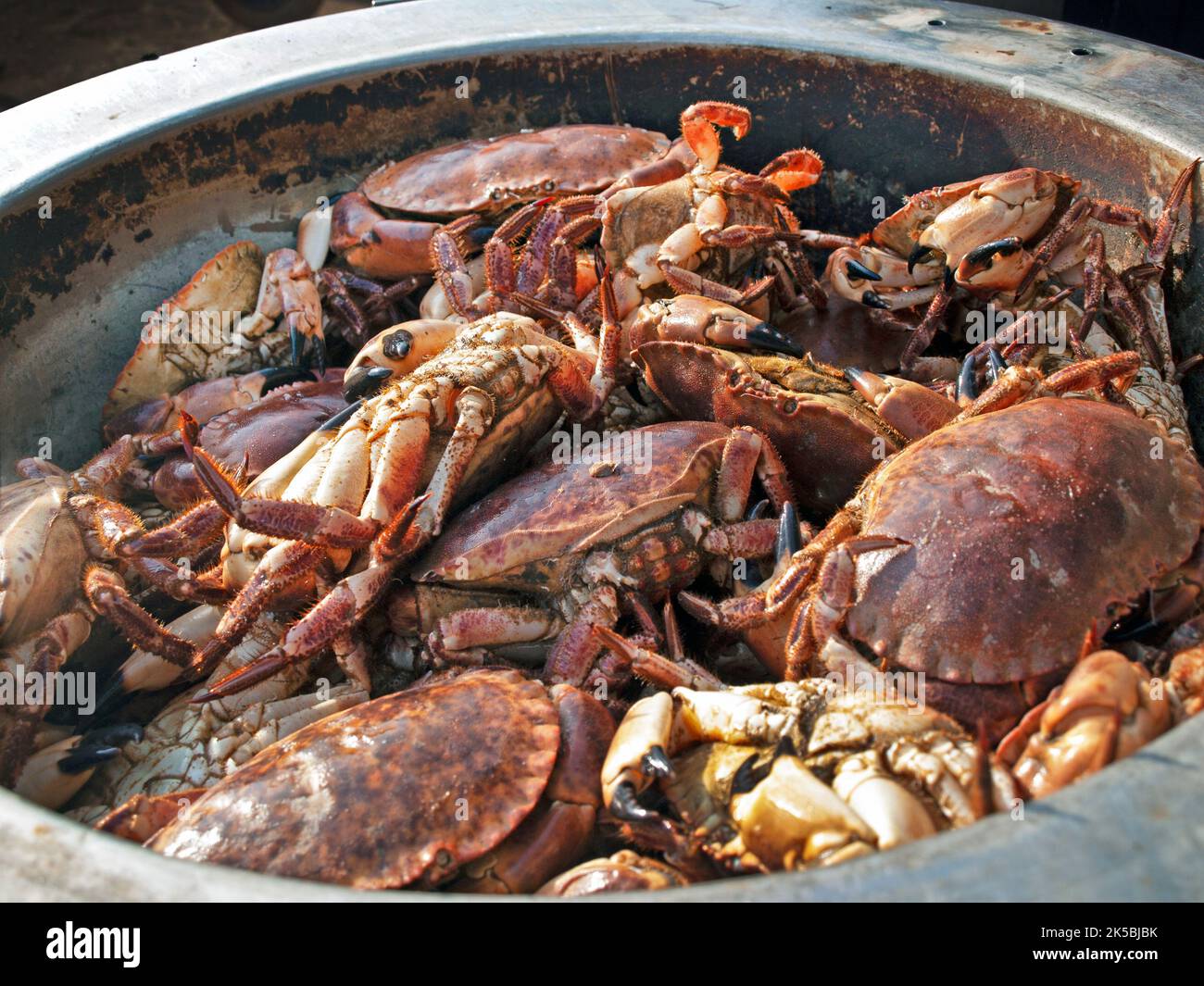 Frisch gefangenen Krabben in Aldeburgh, Suffolk Stockfoto