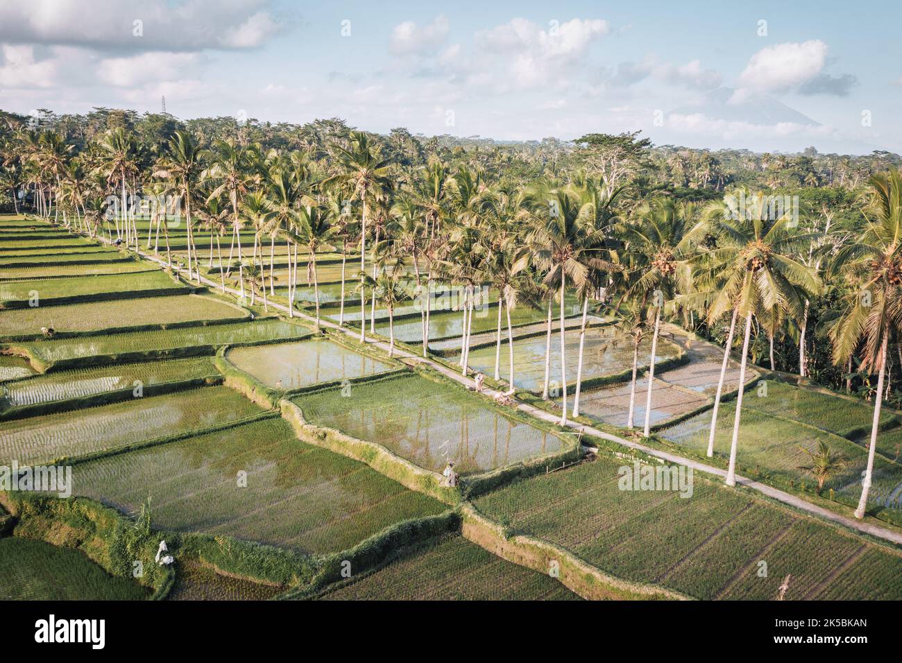 Luftaufnahme über balinesische Reisterrasse. Stockfoto