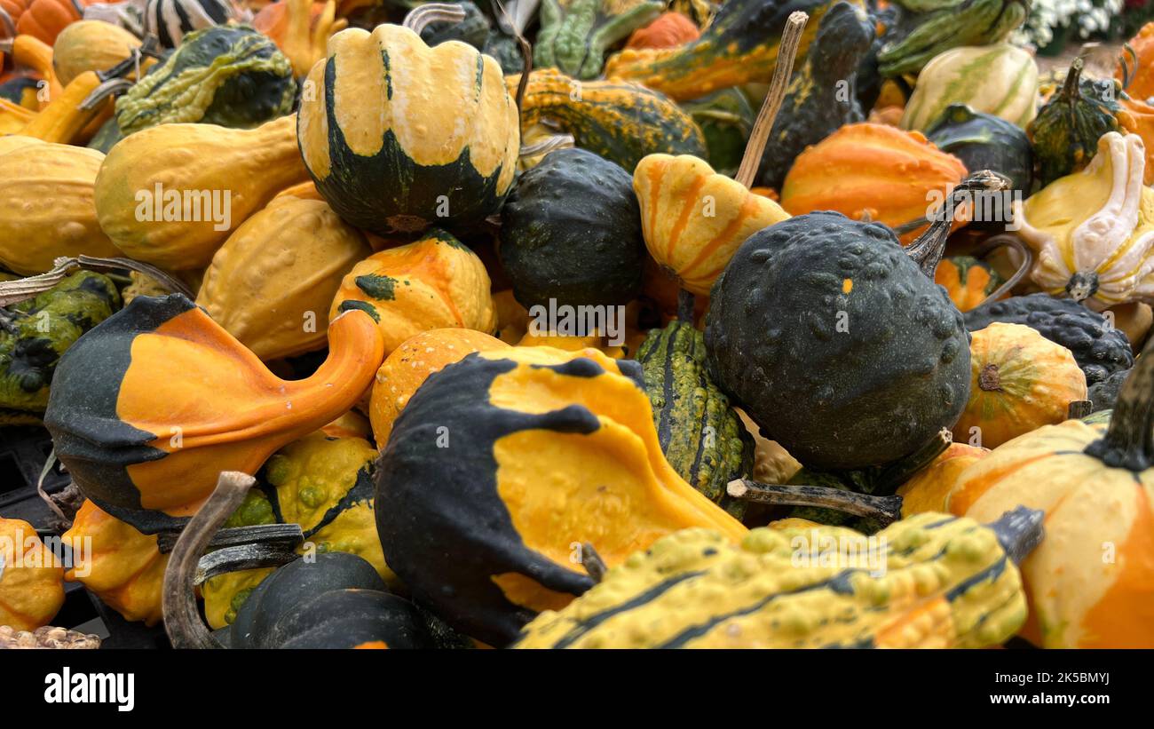 Verschiedene Kürbisse, die im Herbst an einem Farmstand am Straßenrand in New York zum Verkauf stehen Stockfoto