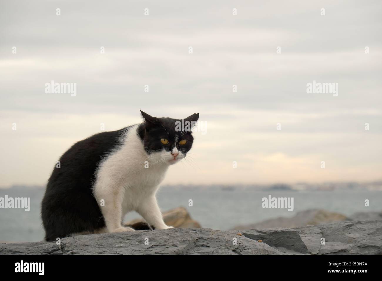 Furchtlose und wild aussehende Smoking-Katze, die auf Klippen am Meer sitzt Stockfoto