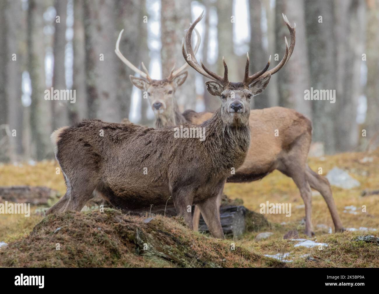 Ein Paar Rothirsche (Cervus elaphus) verschiedener Altersgruppen, die zusammen stehen und die Kamera im Caledonischen Kiefernwald betrachten. Schottland, Vereinigtes Königreich Stockfoto