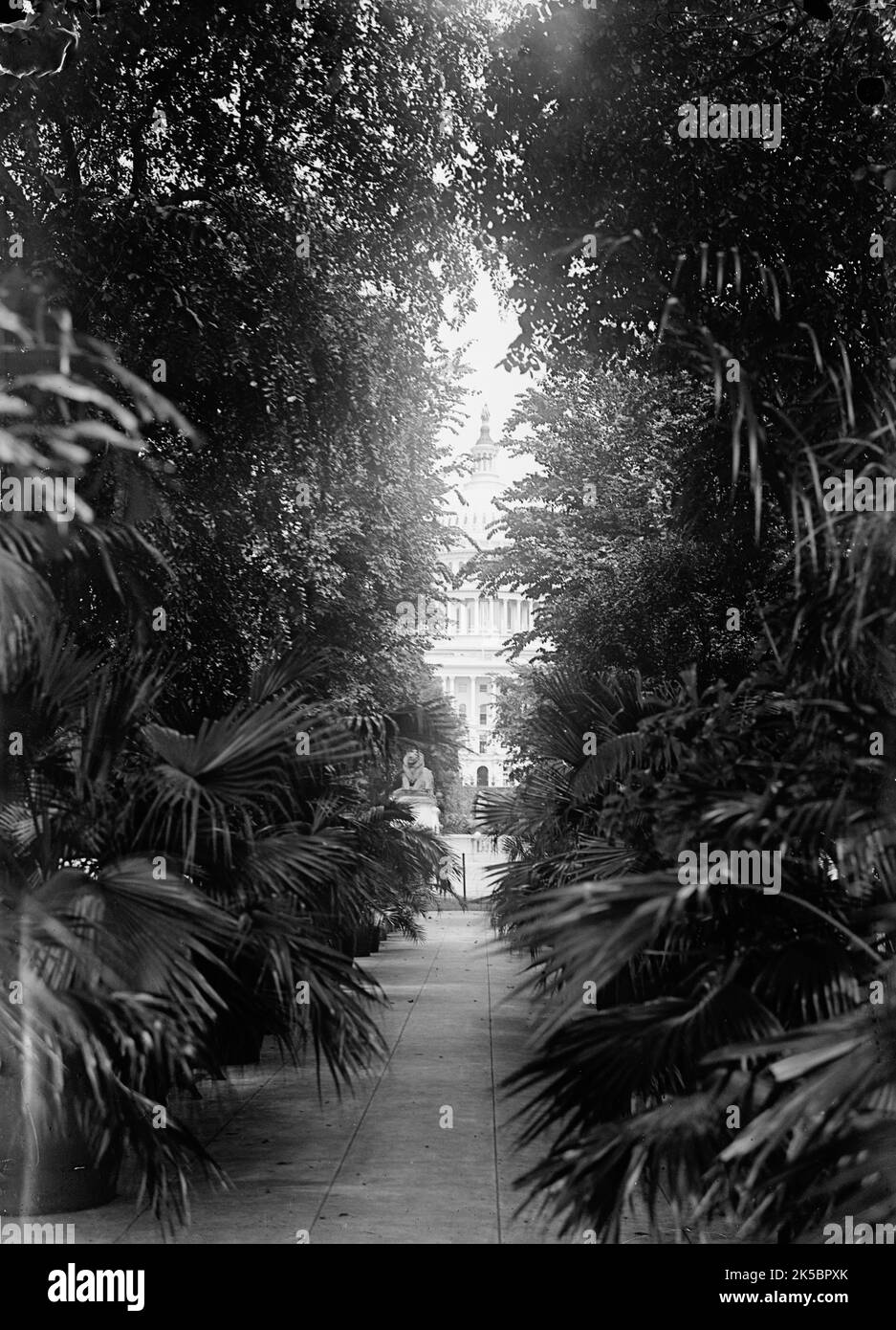 Botanischer Garten, 1917 oder 1918. Stockfoto