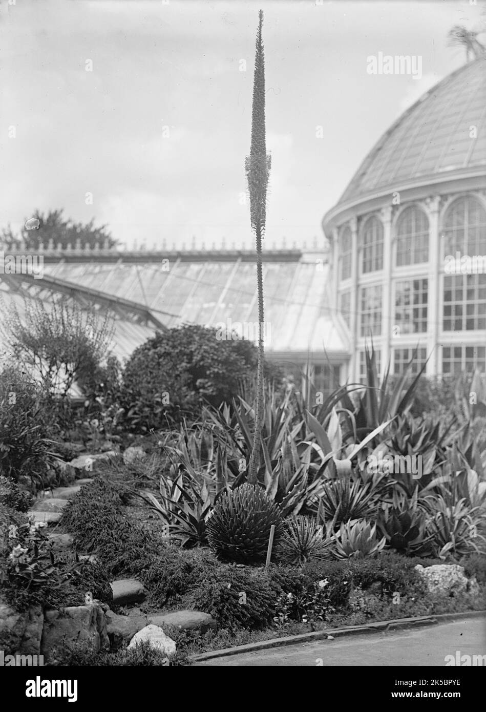 Botanischer Garten, 1917 oder 1918. Stockfoto
