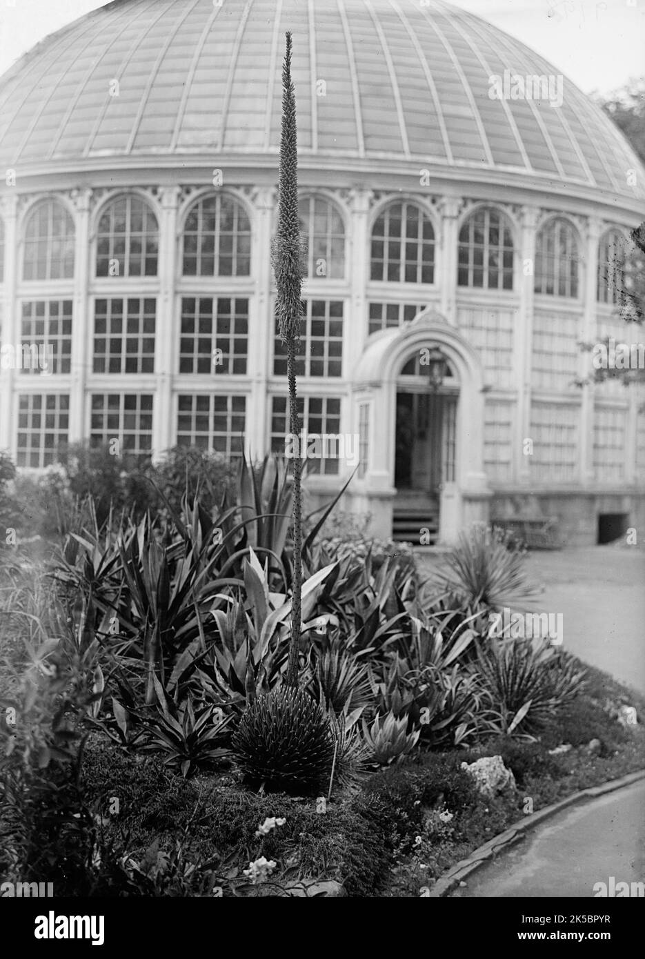 Botanischer Garten, 1917 oder 1918. Stockfoto