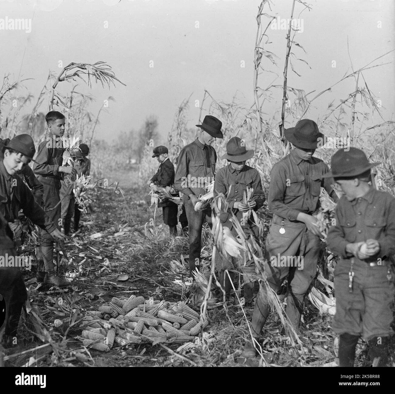 Pfadfinder, Pfadfinderfarm, 1917. Stockfoto