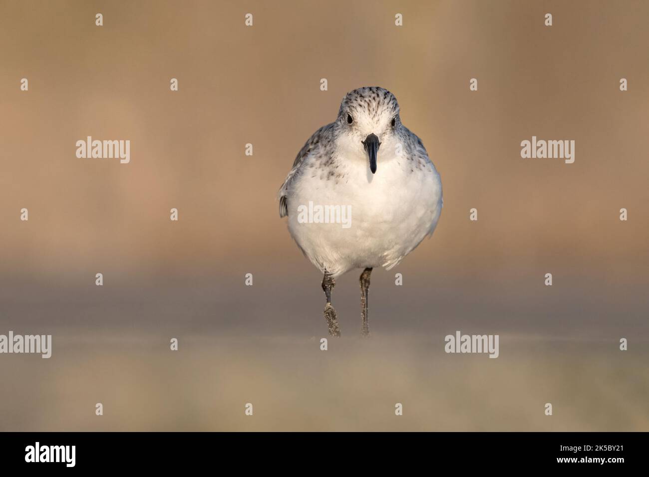 Sanderling, Calidris alba, erwachsener, nicht brütender/Wintergefieder Norfolk Stockfoto