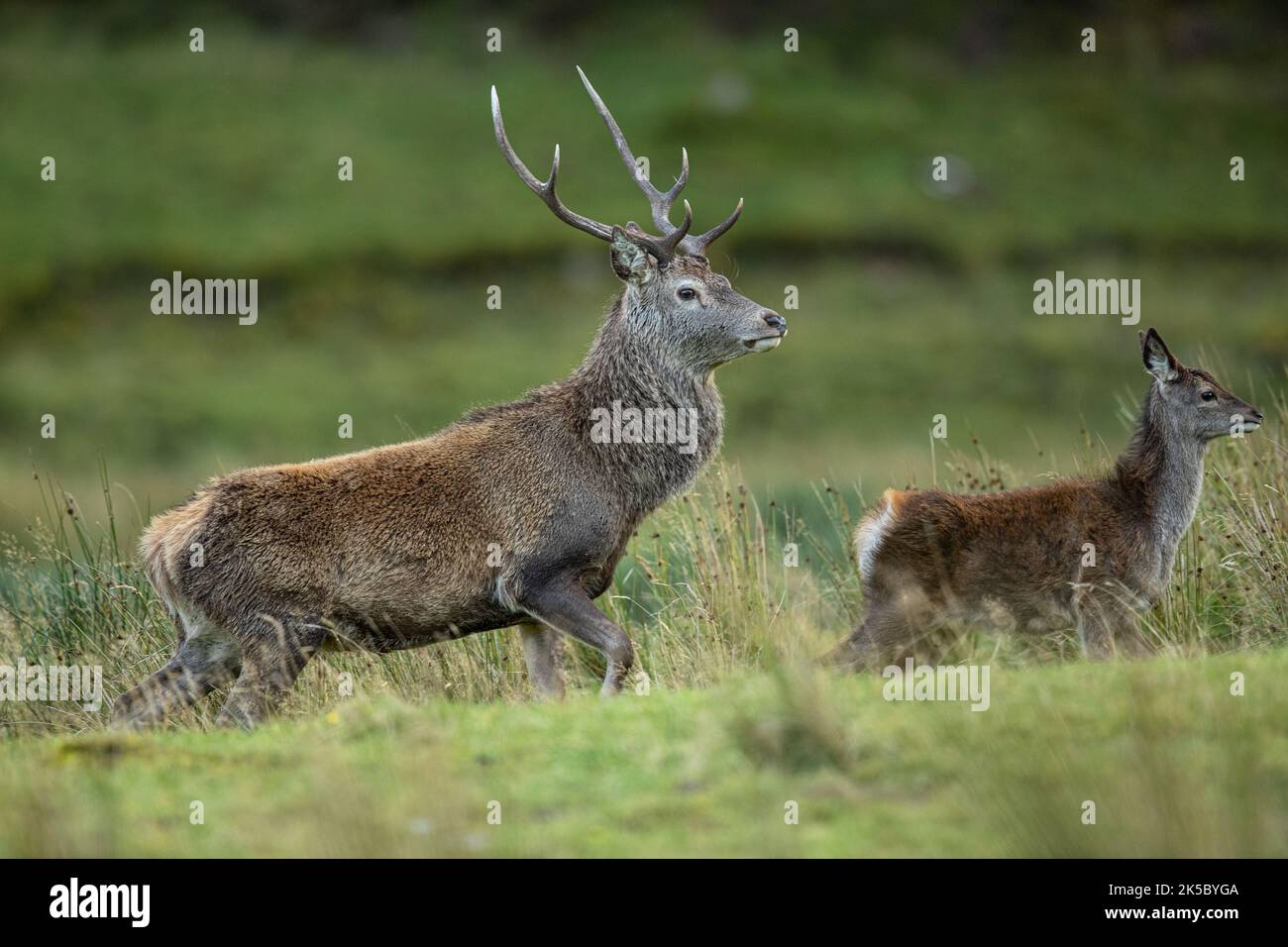 Ein Rothirsch-Hirsch (Cervus elaphus) und seine Teenager-Braut bewegen sich durch das Moor- und Grasland in Glen Affric. Schottland, Großbritannien Stockfoto