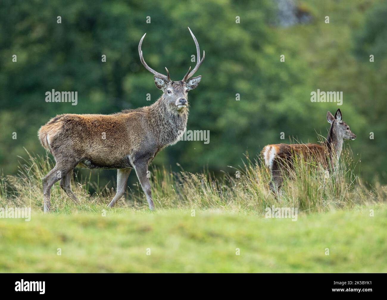 Ein Red Deer Stag (Cervus elaphus) und seine Teenager-Braut gegen den dunklen Wald in Glen Affric genommen. Schottland, Großbritannien Stockfoto