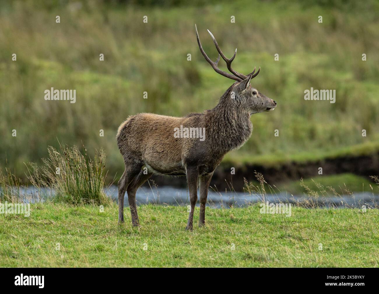 Ein Red Deer Stag (Cervus elaphus), der am Fluss in einem Hochlandglen steht. Schottland, Großbritannien Stockfoto