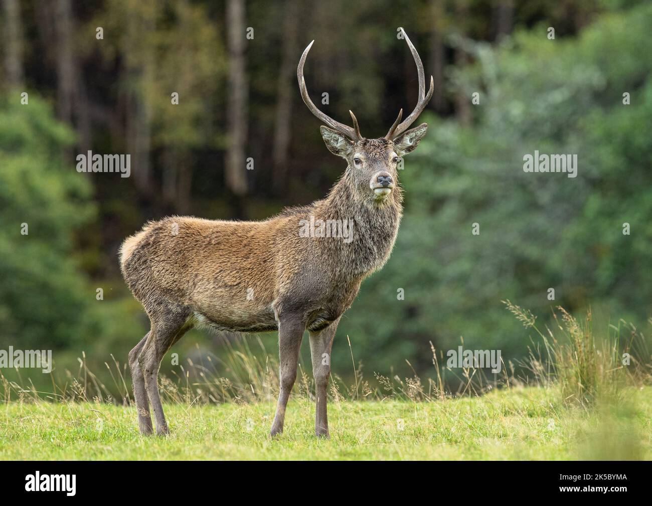 Stolz Sein. Ein Rothirsch-Hirsch (Cervus elaphus) gegen den dunklen Kiefernwald in Glen Affric genommen. Schottland, Großbritannien Stockfoto