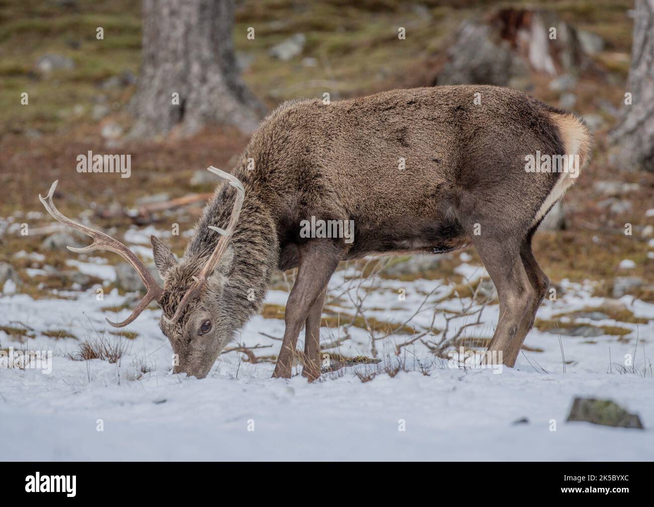 Ein hungriger Rothirsch-Hirsch (Cervus elaphus) auf der Suche nach Nahrung im kaledonischen Kiefernwald. Cairngorms , Schottland, Großbritannien Stockfoto