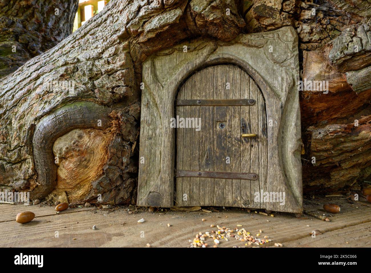 Die Eingangstür des Fairy House ist im Herbst in einem Baumstamm in Furzey Gardens, Minstead, New Forest, Hampshire, Großbritannien, eingebettet Stockfoto