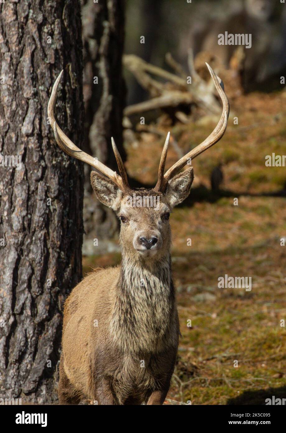 Ein majestätischer Rothirsch-Hirsch (Cervus elaphus), der stolz im kaledonischen Kiefernwald steht. Blick direkt auf die Kamera .Cairngorms , Schottland, Großbritannien Stockfoto
