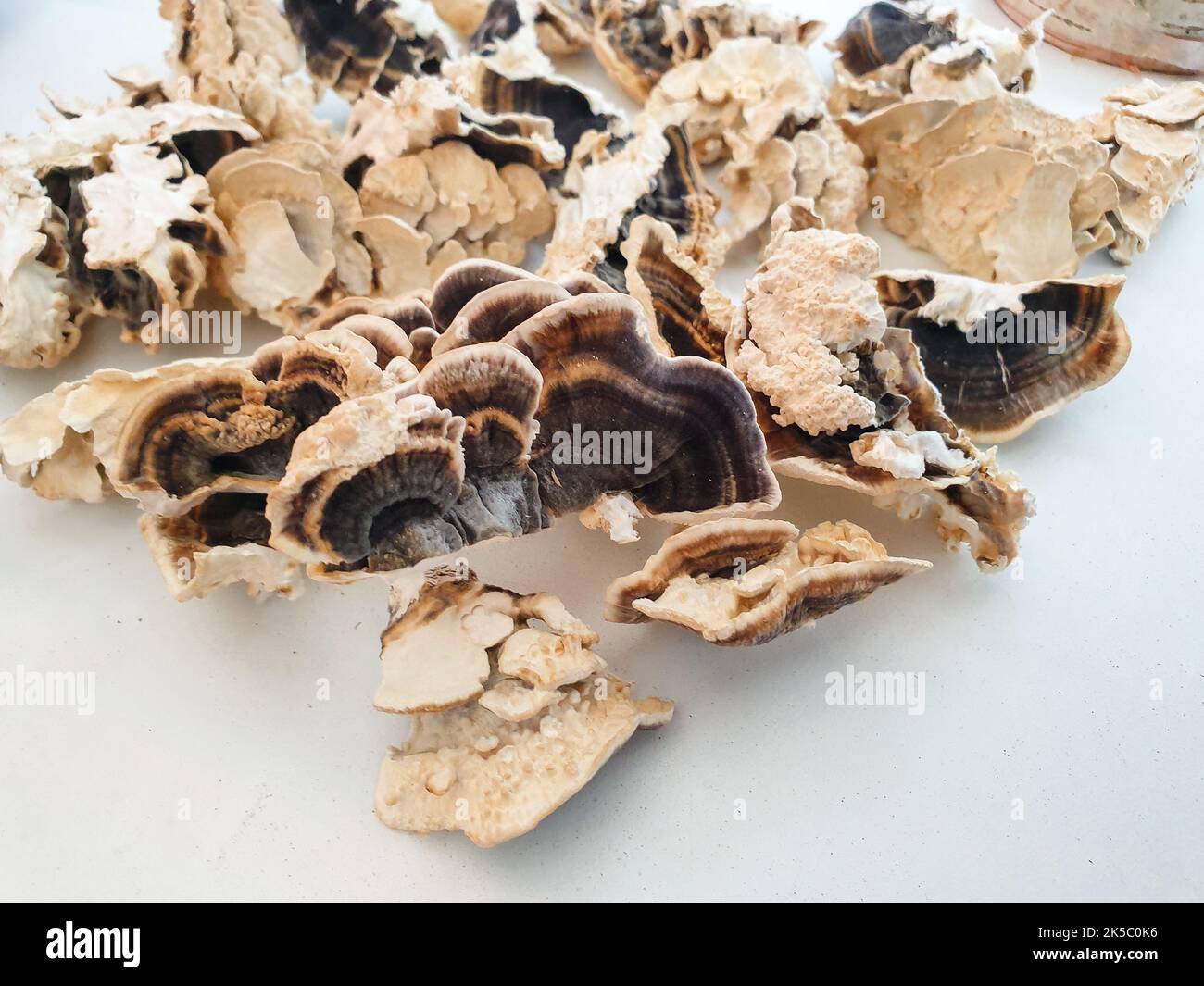 Putenschwanz holzige Pilze Stockfoto