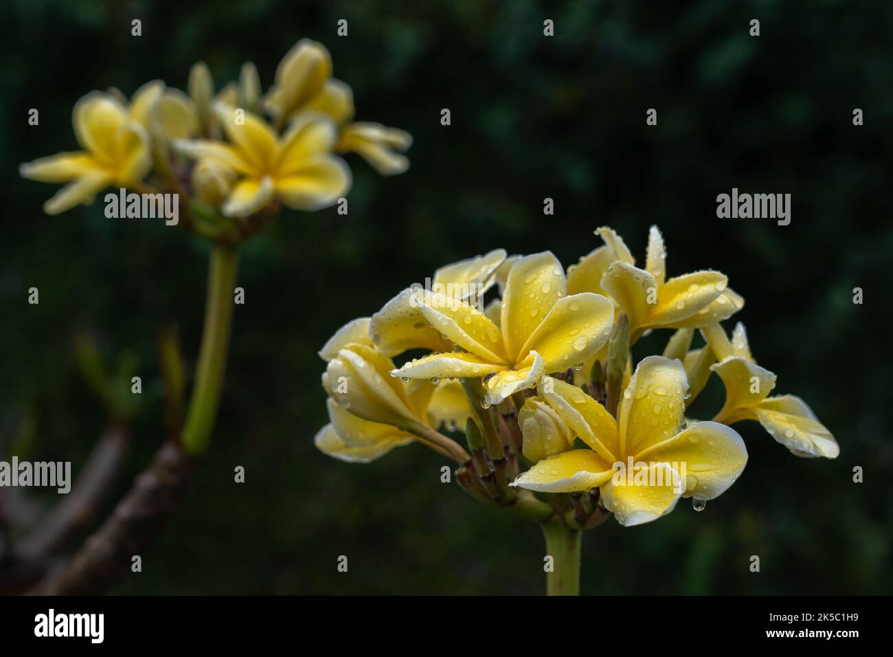 Nahaufnahme von leuchtend gelben Plumeria oder Frangipani-Blütenhaufen in einem sonnigen tropischen Garten, isoliert auf dunklem, natürlichem Hintergrund nach Regen Stockfoto