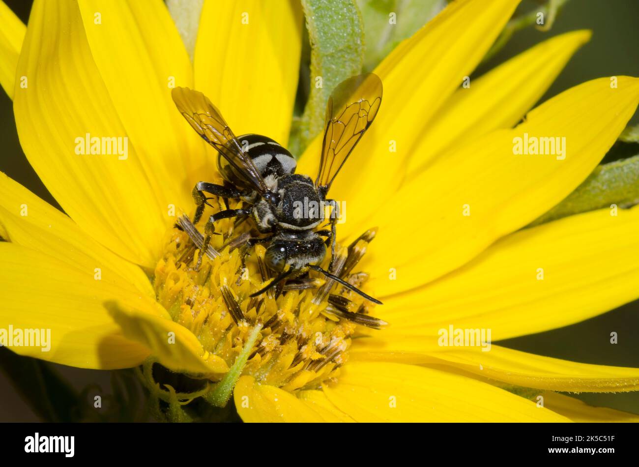 Kuckuckbiene, Tribe Epeolini, Nahrungssuche auf Maximilian Sonnenblume, Helianthus maximiliani Stockfoto