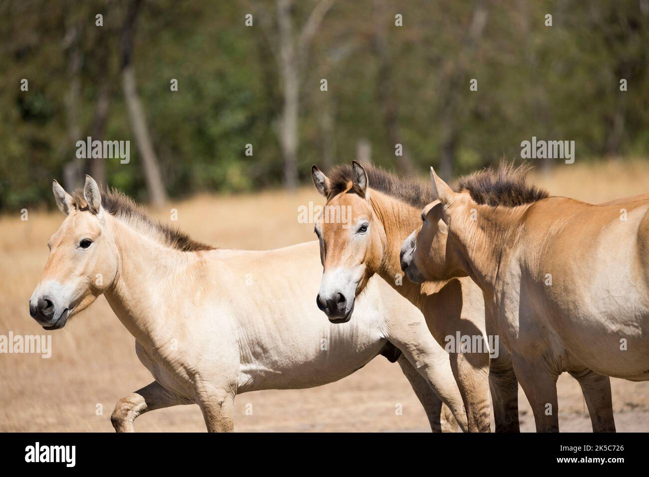 Przewalski Pferd wild selten Hortobagy Nationalpark Ungarn Europa Stockfoto