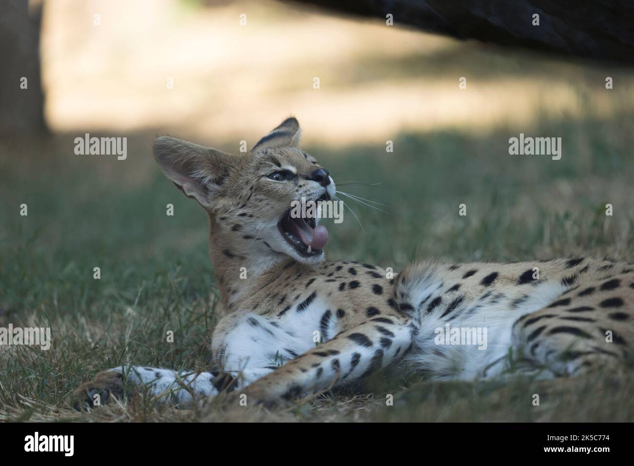 Sosto zoo -Fotos und -Bildmaterial in hoher Auflösung – Alamy