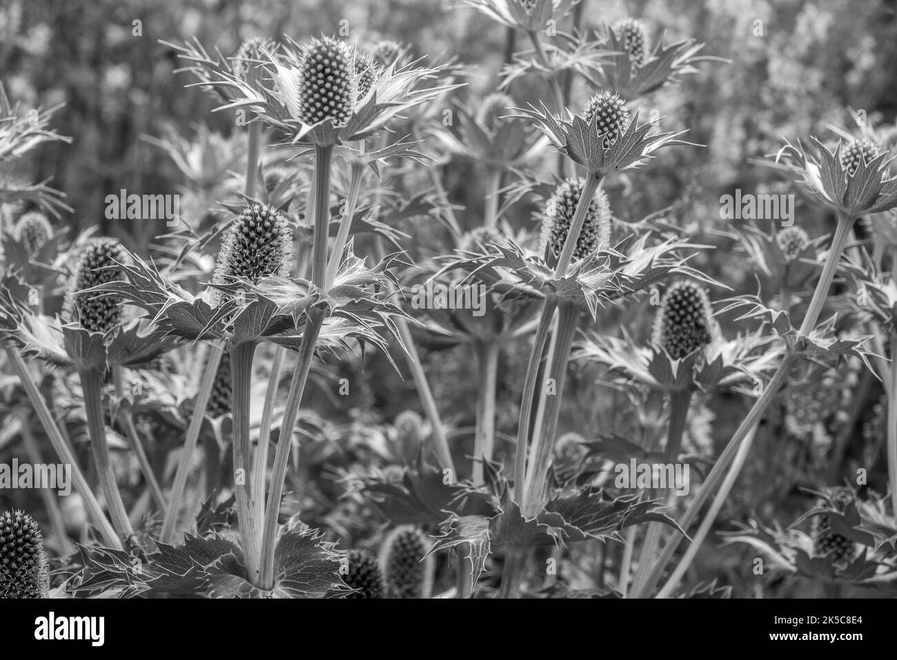 Eryngien, auch bekannt als Seeteule mit stacheligen Blättern und einer charakteristischen Rüsche um die Blütenköpfe in Schwarz und Weiß Stockfoto