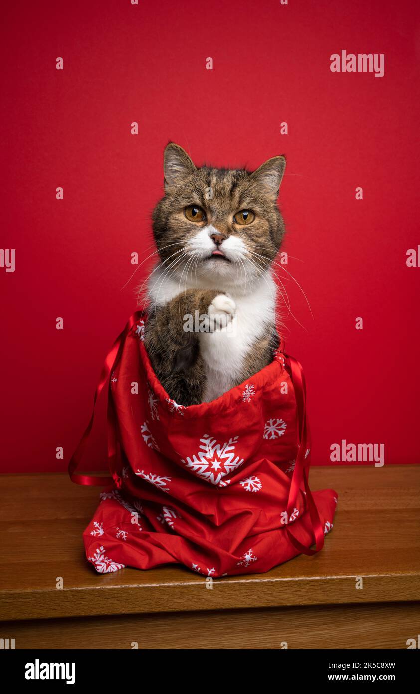 Neugierige Katze sitzt in der Weihnachtsmann-Tasche zu weihnachten auf rotem Hintergrund mit Kopieplatz Stockfoto