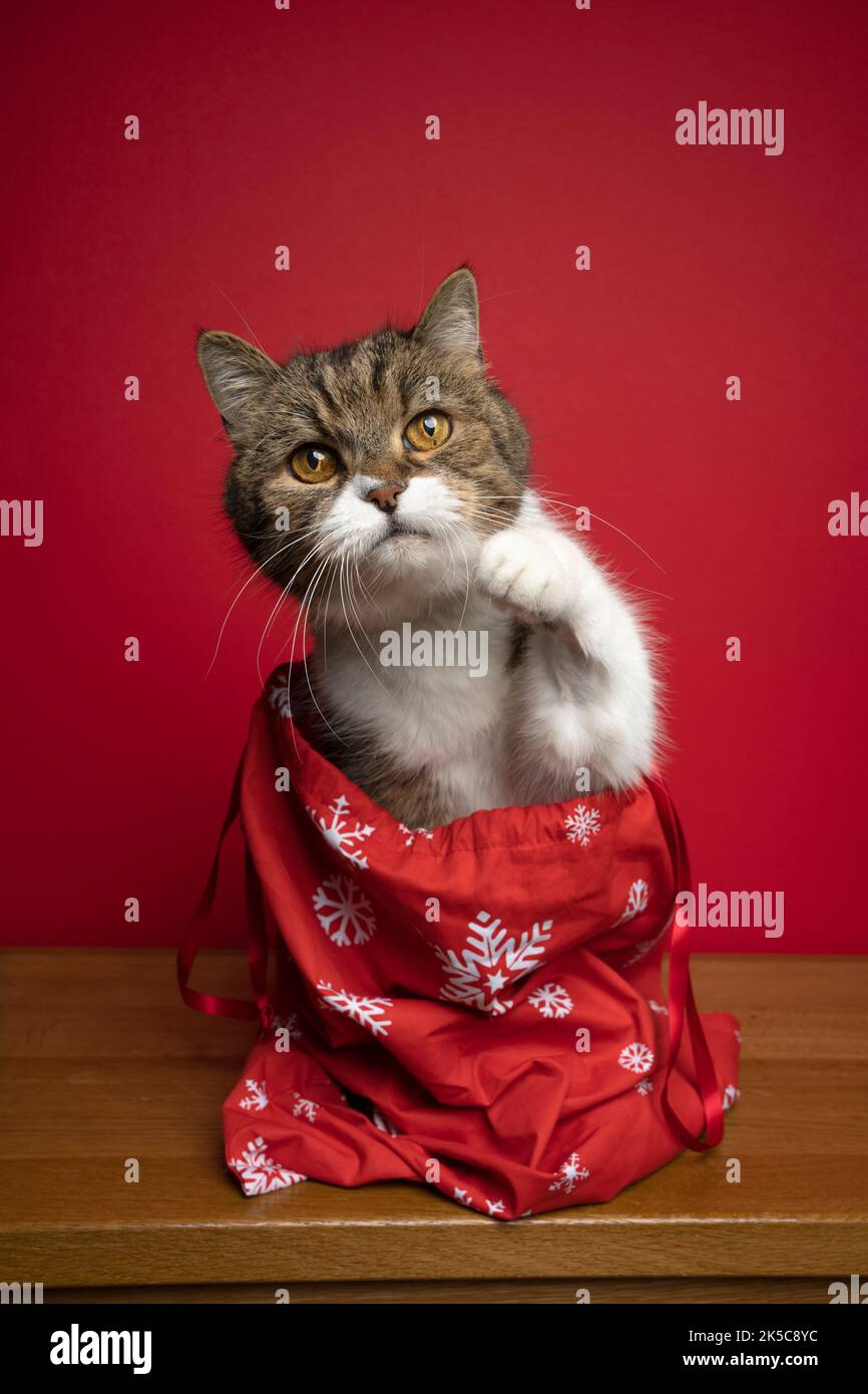 Neugierige Katze sitzt in der Weihnachtsmann-Tasche für weihnachten Blick auf die Kamera mit Pfote nach oben. Porträt auf rotem Hintergrund mit Kopierraum Stockfoto