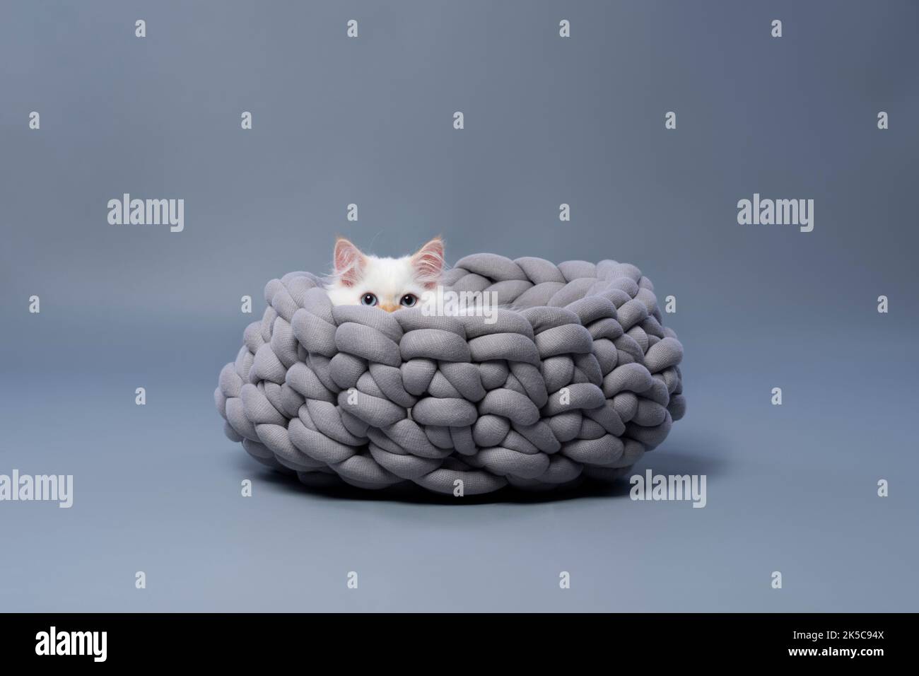 Flauschiges weißes sibirisches Kätzchen, das auf grauem Hintergrund in einem bequemen Tierbett mit Platz zum Kopieren ruht Stockfoto
