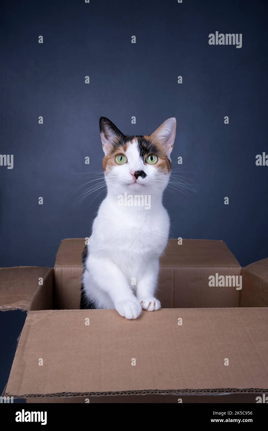 Weiße Kalikatze, die in einem Karton steht und die Kamera auf einem grauen Hintergrund mit Platz für Kopien anschaut Stockfoto