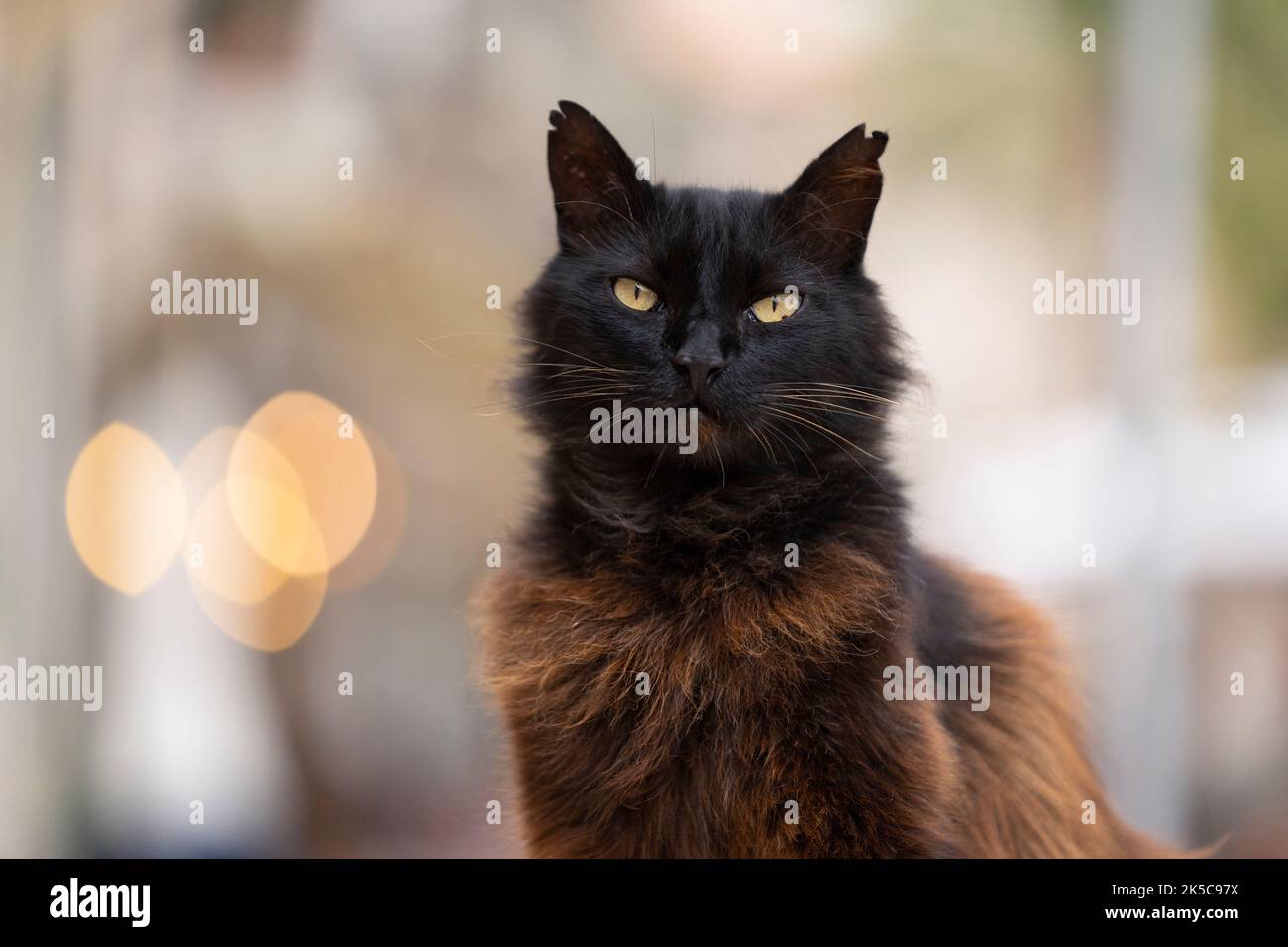 Schwarze streunende Katze mit gebleichtem Fell und gekippten Ohren Portrait im Freien in Port de Soller, Mallorca, Spanien Stockfoto