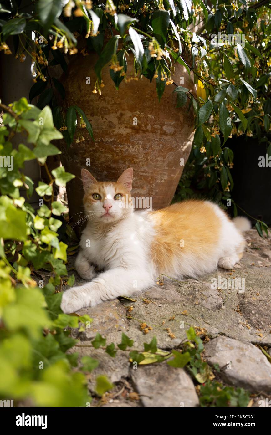 Ingwer weiße Katze ruht auf dem Boden im Schatten unter einem Pflanztopf auf mallorca, spanien Stockfoto