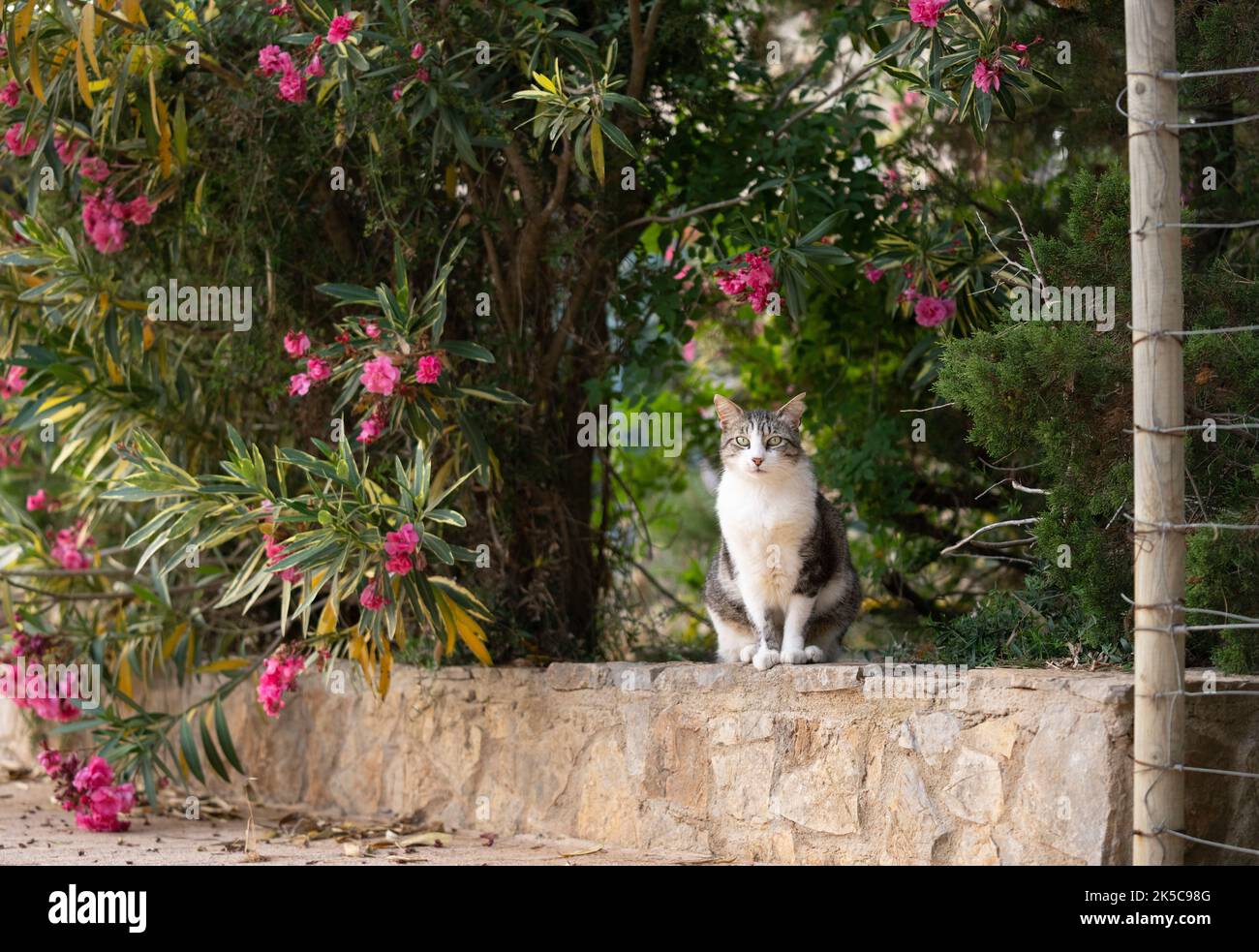 Gestromte weiße streunende Katze mit gekipptem Ohr auf niedriger Wand oder Wandbild neben einer blühenden Pflanze auf mallorca, spanien Stockfoto