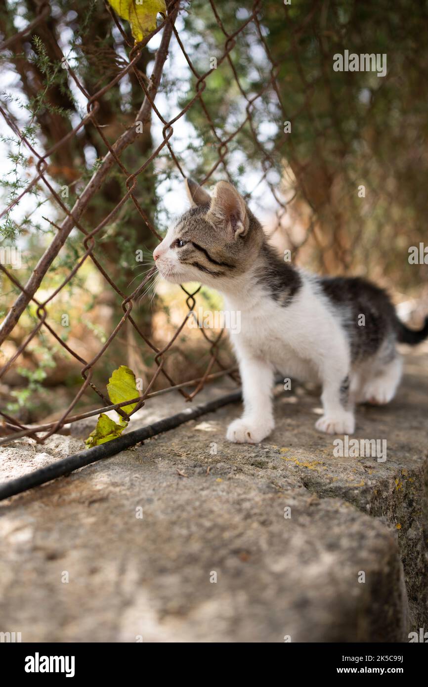 Kätzchen, die draußen auf mallorca, spanien, durch einen rostigen Kettengliederzaun schauen Stockfoto