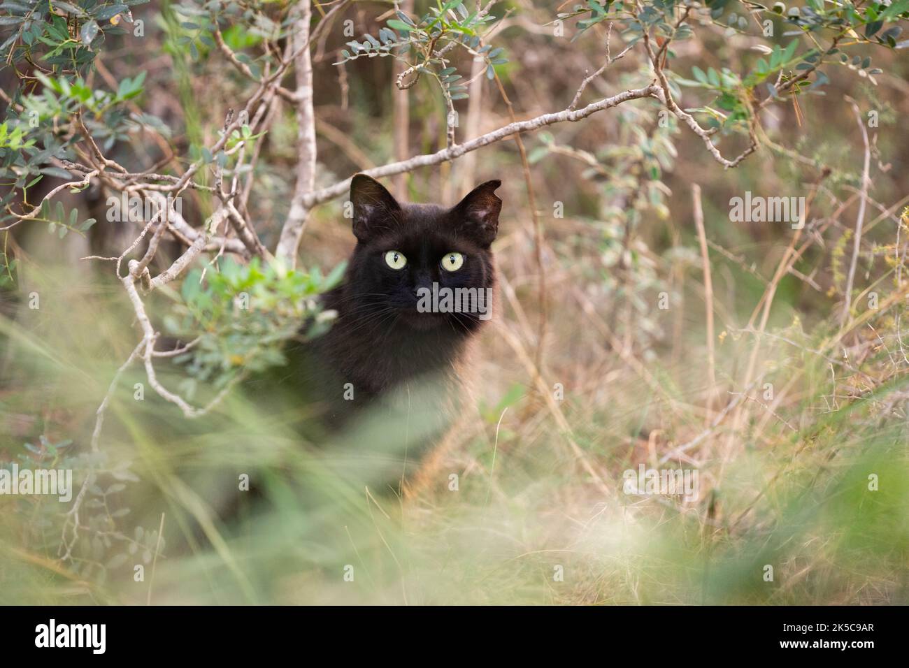 Schüchterne schwarze streunende Katze mit gekipptem Ohr im Grünen und Sträuchern auf mallorca, spanien Stockfoto