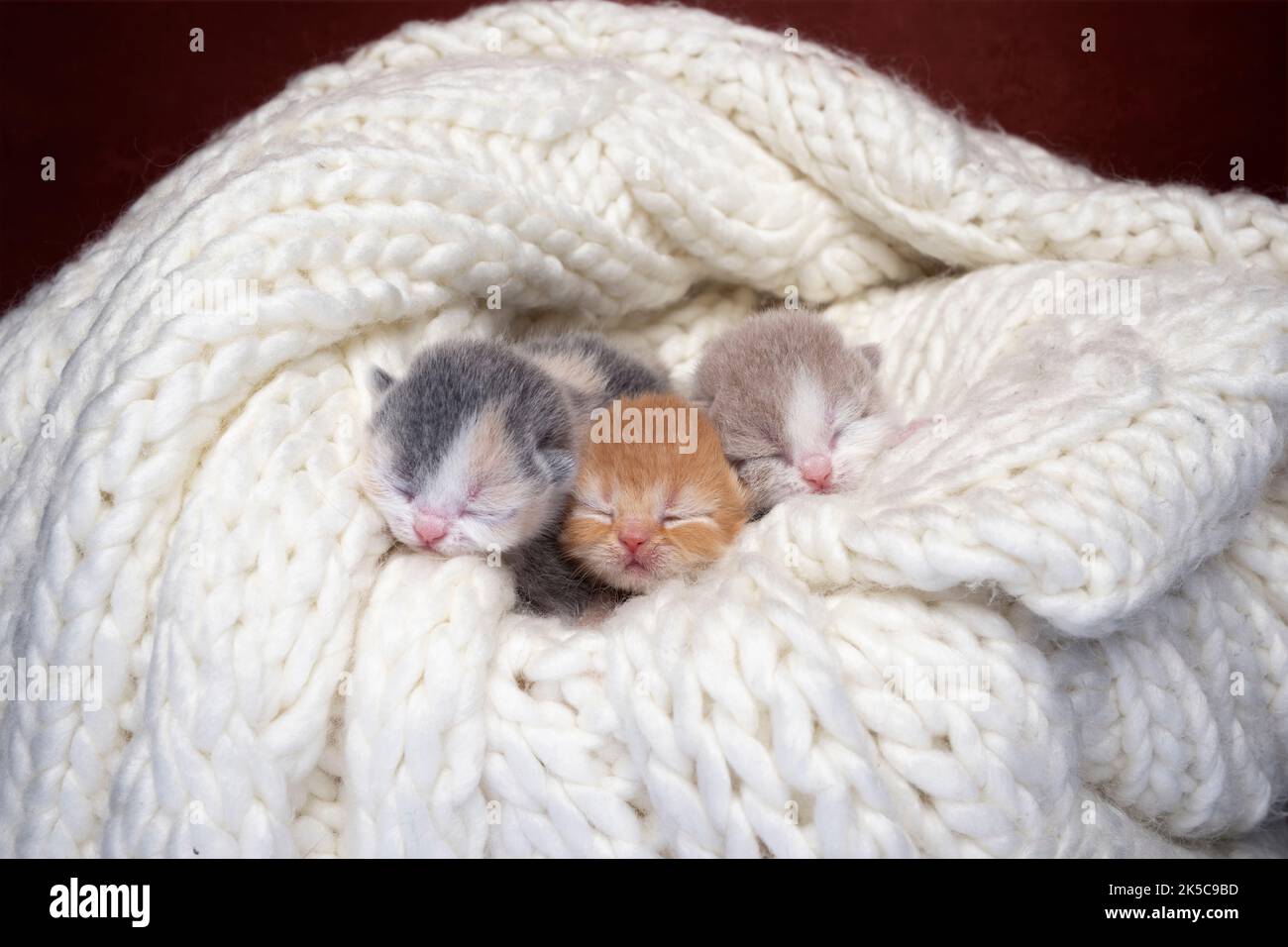 Drei neugeborene Kätzchen zusammen auf einer weichen, bequemen Decke Stockfoto
