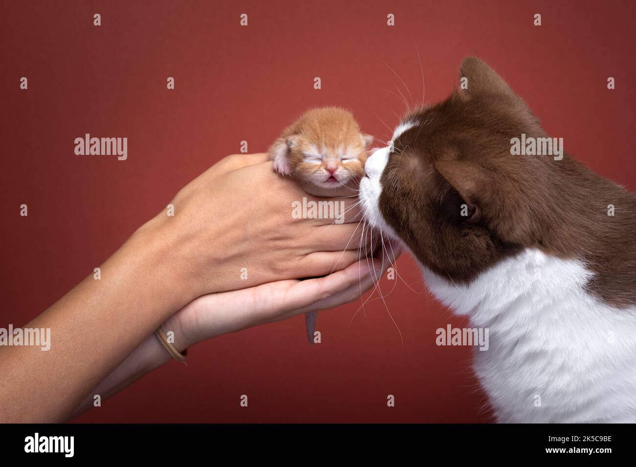 Hand hält neugeborenes Kätzchen. Erwachsene Katze riecht auf rotem Hintergrund mit Kopierraum Stockfoto