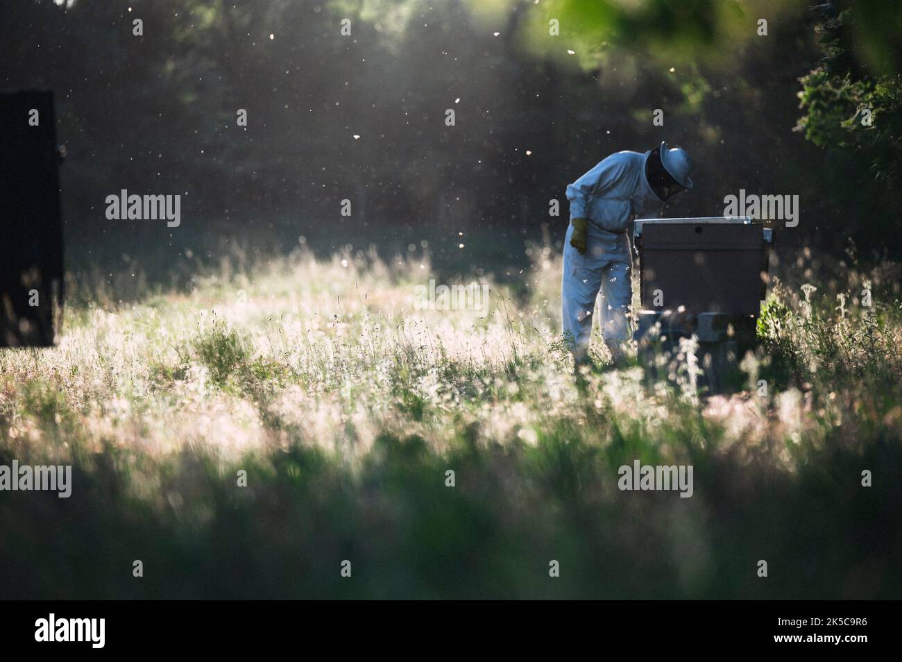 Seitenansicht eines Imkers, der mit Bienenstöcken arbeitet. Stockfoto