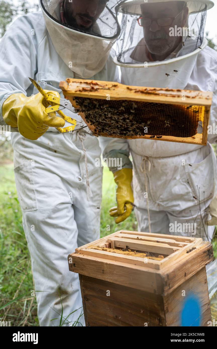Zwei Imker kontrollieren einen Bienenstock voller Bienen. Stockfoto