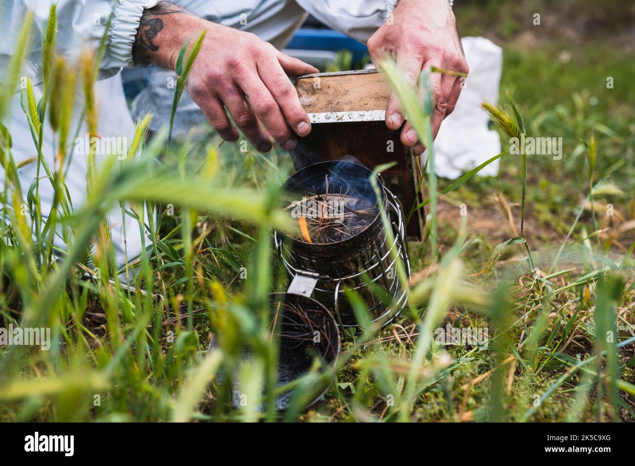 Nahaufnahme der Hände eines Imkers, die einen der beiden anzünden. Stockfoto