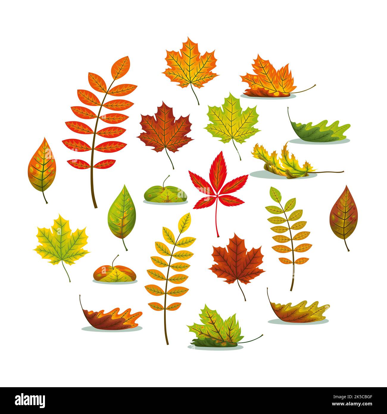 Set mit verschiedenen Herbstlaub Stockfoto
