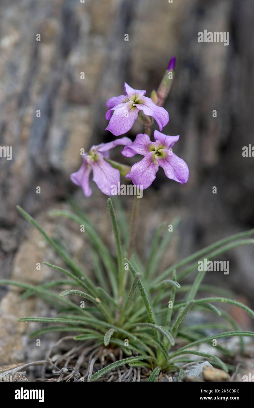 Walliser Bestand (Matthiola valesiaca), eine seltene Blume aus dem Wallis, Binntal, Wallis, Schweiz Stockfoto