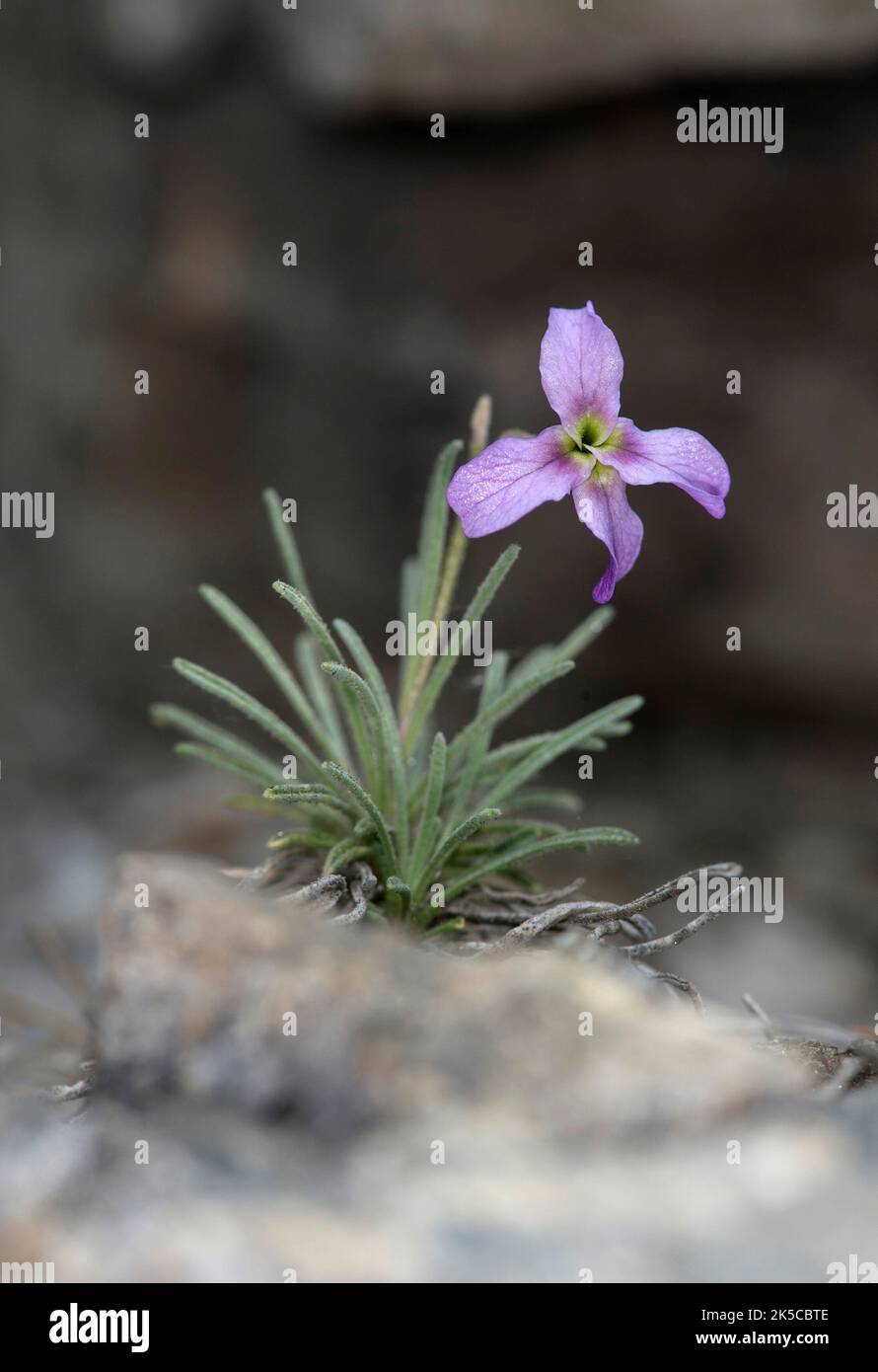 Walliser Bestand (Matthiola valesiaca), eine seltene Blume aus dem Wallis, Binntal, Wallis, Schweiz Stockfoto
