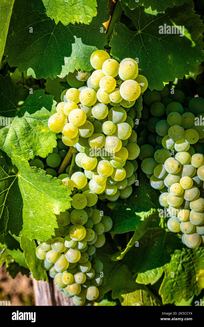 Weintrauben auf Weinreben, umgeben von Weinblättern, fast reife Beeren auf Traubenschnäpfen, Stockfoto