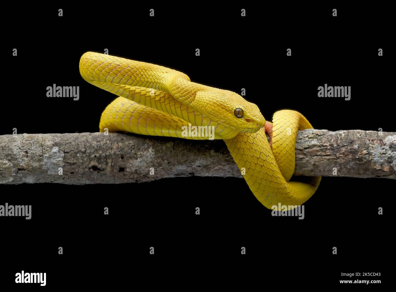 Gelbe, weiß bemalte Grubenviper auf schwarzem Hintergrund Stockfoto