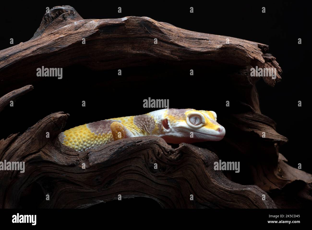 Porträt eines Leopardengeckos (Eublepharis macularius) Stockfoto