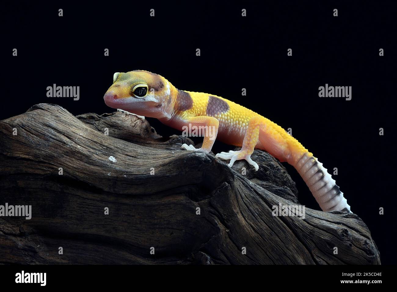 Porträt eines Leopardengeckos (Eublepharis macularius) Stockfoto