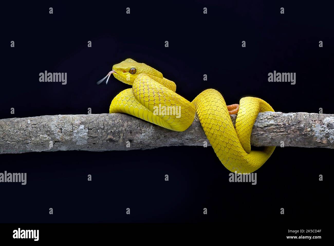 Gelbe, weiß bemalte Grubenviper auf schwarzem Hintergrund Stockfoto